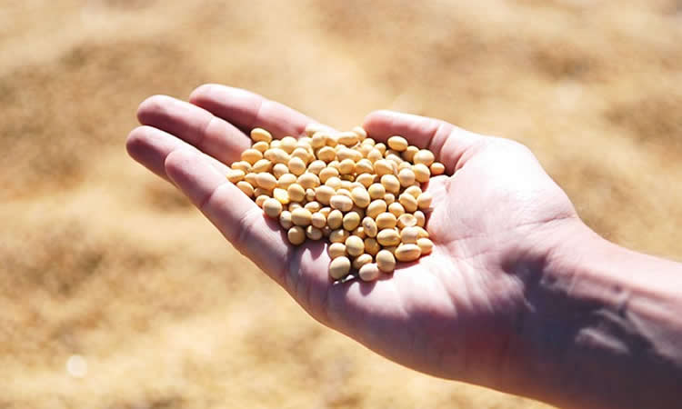 Brasil aumenta exportação 'atípica' de soja para a Argentina